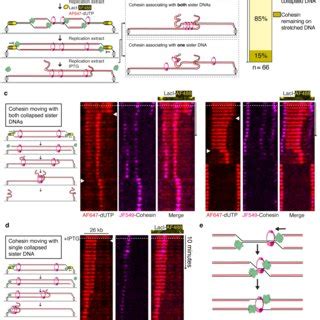 (PDF) Sister chromatid cohesion establishment during DNA replication ...