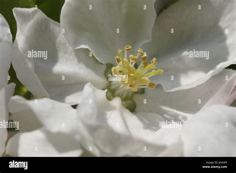 Malus Domestica Apple Stock Photo Alamy