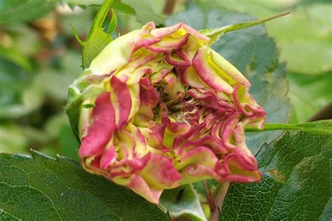 Boron Deficiency In Roses Us Borax