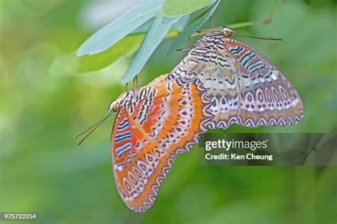 73 Red Lacewing Butterfly Stock Photos, High-Res Pictures, and Images - Getty Images