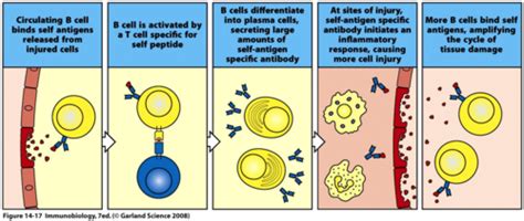 Autoimmunity Flashcards Quizlet