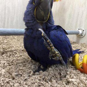 Hyacinth Macaw Parrots For Sale Birds Homes Aviary