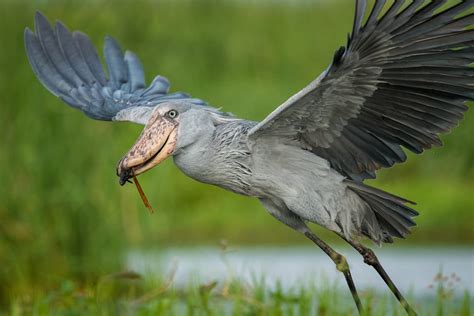 Shoebill | CRITTERFACTS