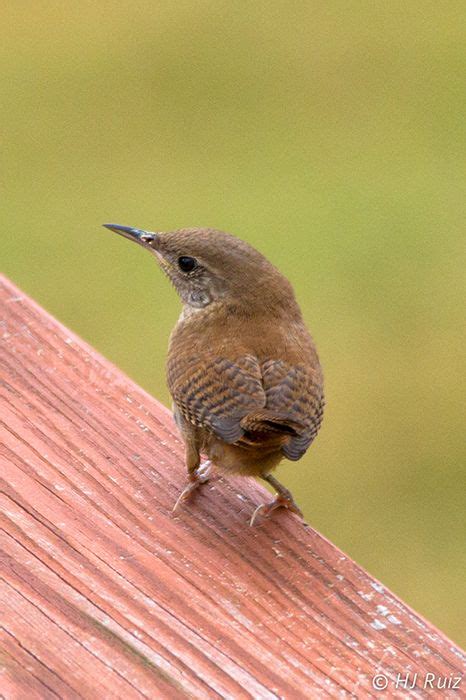 Chochín Criollo Troglodytes Aedon También Denominado Ratona Común