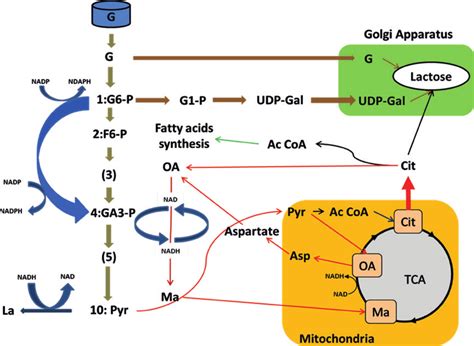 Schematic Illustration Of Metabolic Pathways Associated With