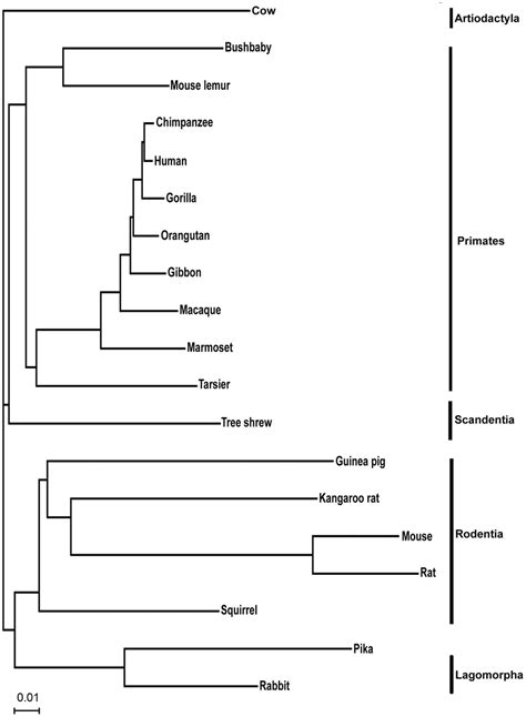 The Ml Tree Of Concatenated Nucleotides Data From 5875 Genes With All Download Scientific