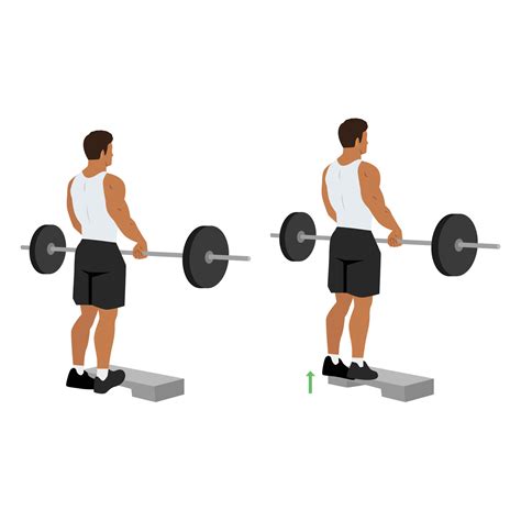 Man Doing Standing Calf Raises With Barbell Exercise Vector