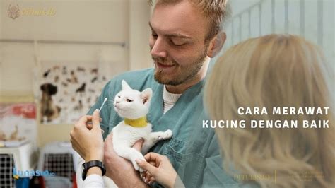 Cara Merawat Kucing Dengan Baik Dan Benar Ditulisid