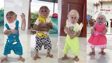 Monkey SinSin ZiZi Suddenly Received A Special Gift From Dad YouTube