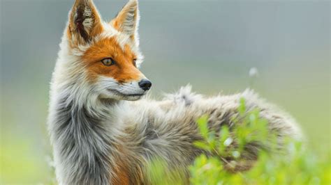 Fox Furry Wallpaper 70 Images