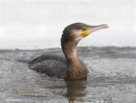 Great Cormorant Photos Great Cormorant Images Nature Wildlife