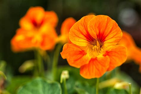 Les Fleurs Mangeables Fleurs De Jardin Comestibles Consommer