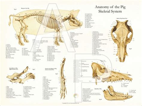 The Anatomy Of The Pig Skeletal System Is Shown In This Diagram From An