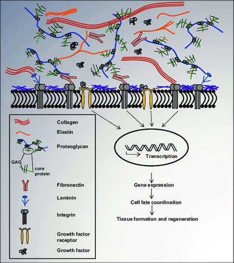 Schematic Illustration Of Key Ecm Components And Their Interactions Download Scientific Diagram