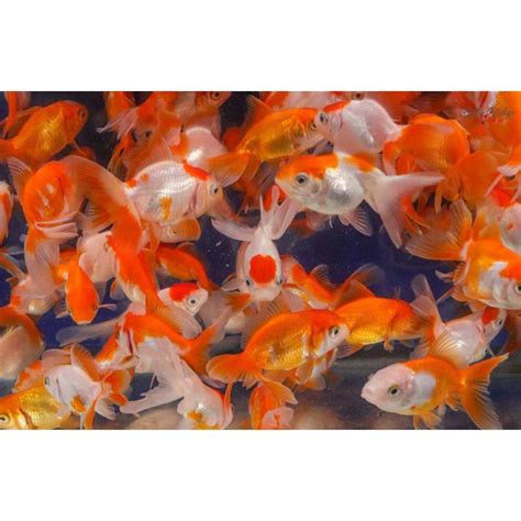 Evergreen Oranda Rw Blue Ridge Koi Goldfish