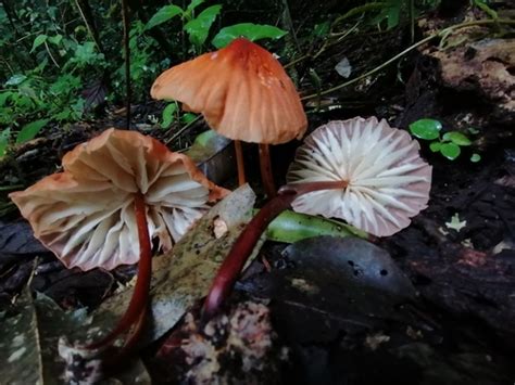 Marasmius Berteroi Gu A De Macrohongos M S Comunes De La Reserva