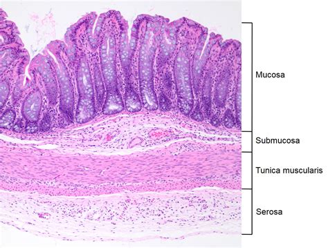 Mucosa Submucosa Muscular E Serosa Librain