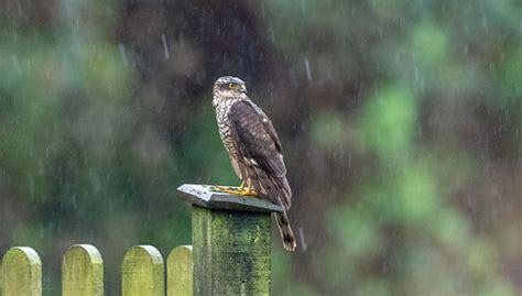 Sparrowhawk In The Rain Heavily Cropped Image Flickr