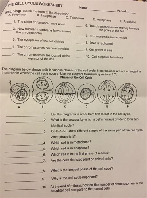 Free The Cell Cycle And Mitosis Worksheet Download Free The Cell Cycle