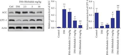 Effect Of Bb Supplementation On Lipid Metabolism In Stz Induced