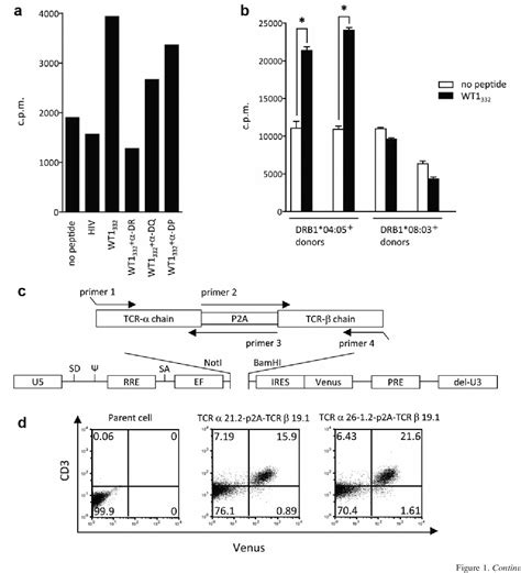 Figure 1 From Transduction Of A Novel Hla Drb10405 Restricted Wt1