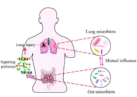 Sepsis And Lung Injury Intestinal Microbiota Interact With Lung