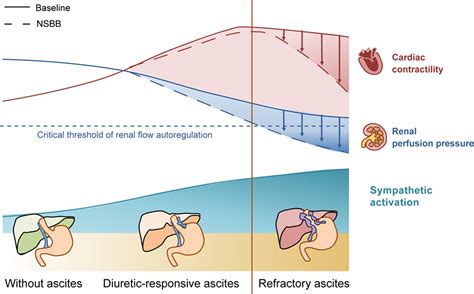 Non Selective Beta Blockers Impair Global Circulatory Homeostasis And