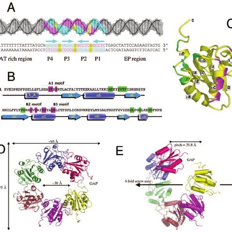 The SV40 core origin and structure of SV40 large T-antigen origin ...