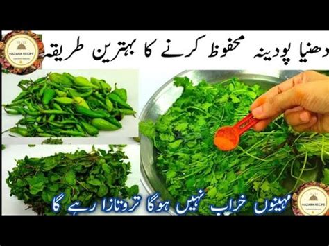 How To Save Mint And Coriander Leaves Podina Aur Hara Daina Mehfooz