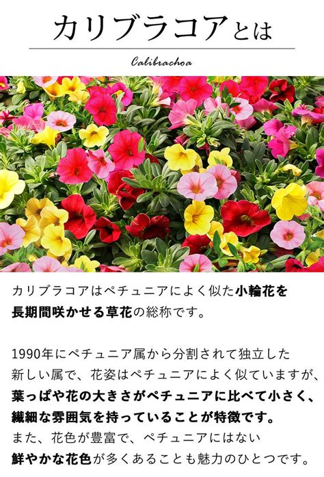 母の日2023 花鉢・寄せ植え フラワーマーケット花由公式サイト