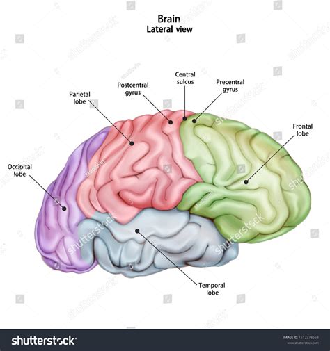 Structure Human Brain Side Lateral View 库存矢量图（免版税）1512378653 Shutterstock