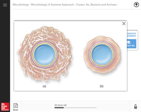 Microbiology Chapter 4 Connect Flashcards Quizlet