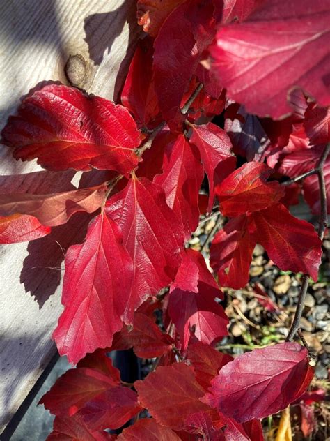 Parrotia Persica Bella
