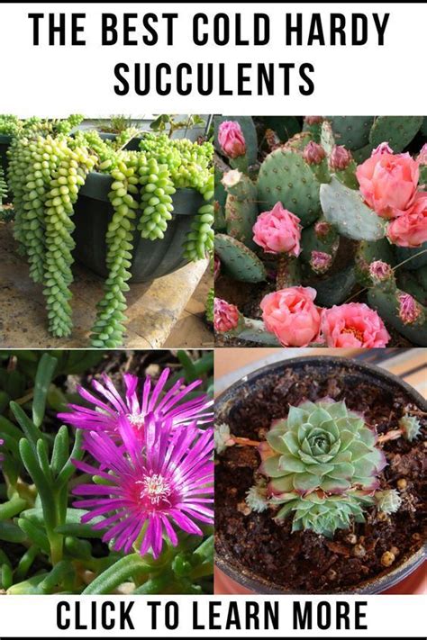 The Best Cold Hardy Succulents Artofit