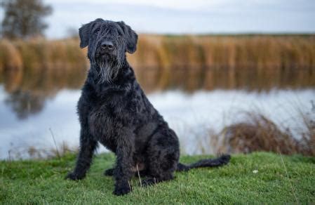 Schnauzer carácter origen y todo lo que tienes que saber de esta raza