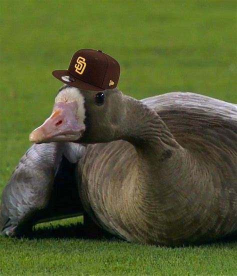 This Is Going To Be The Curse Of The Goose For Dodgers It Will Be