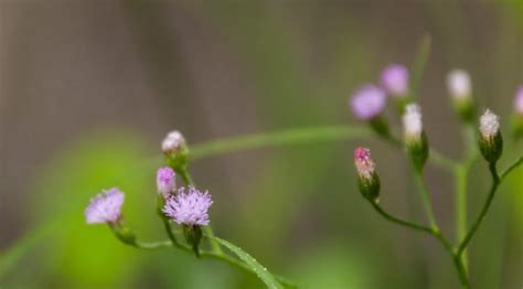 10 Common Weeds With Purple Flowers InsightWeeds