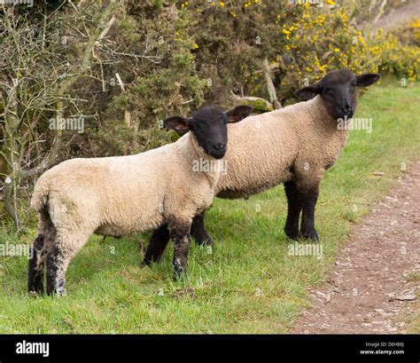 Two Sheep With Black Face And Legs Stock Photo Alamy