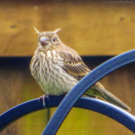 Pacific Northwest Photography Horned House Finch