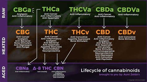 Cannabinoid Pathways Are The Map To Your Healing Rxleaf