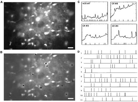 Spontaneous Calcium Transients In Wild Type Layer 1 Show Complex Download Scientific Diagram