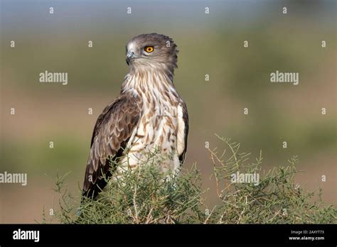 Short Toed Snake Eagle Circaetus Gallicus Desert National Park