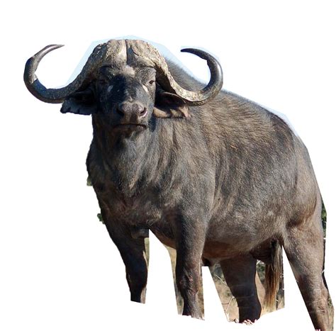 Collection Of Buffalo Png Pluspng