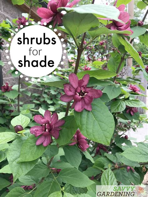 Flowering Shrubs for Shade - Top Picks for the Yard & Garden ...