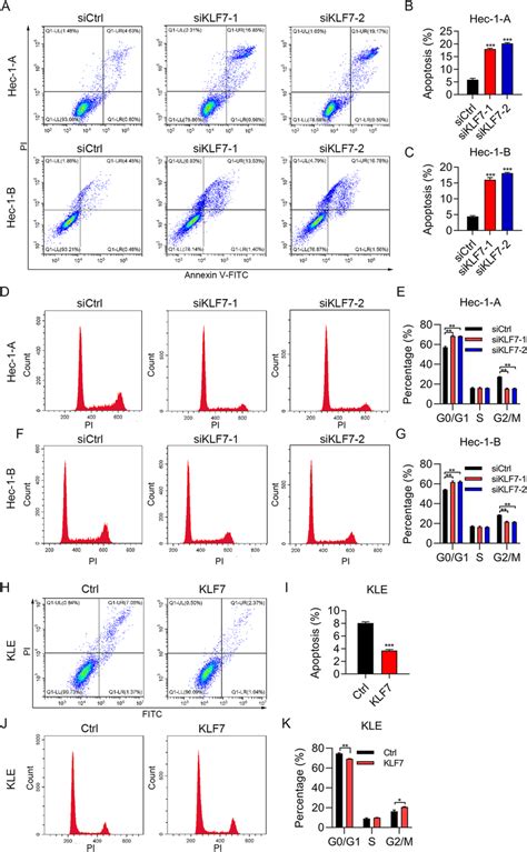 KLF7 Regulates Cell Cycle And Apoptosis In UCEC Cells A C Apoptosis