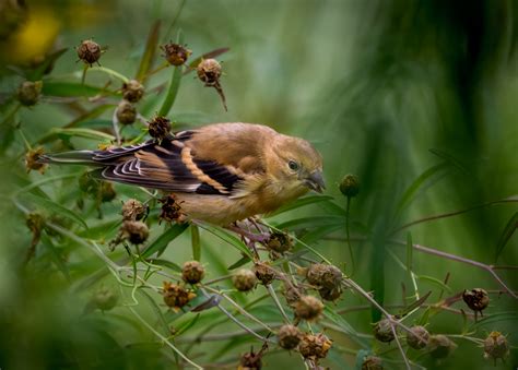 American Goldfinch Passerine Owen Deutsch Photography