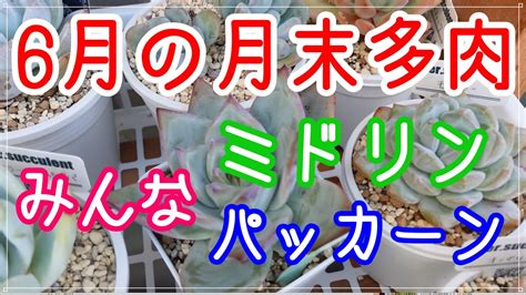 【多肉植物】no130 6月末のタニパト。現在の我が家の多肉の様子を見てください Youtube