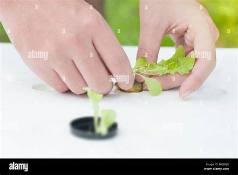 Hydroponics Method Of Growing Plants In Water Without Soil