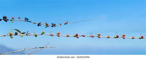 Banner Coffee Bean Berry Plant Fresh Stock Photo 2123151596 Shutterstock