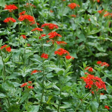 Maltese Cross Lychnis Chalcedonica Livingstone Outdoor